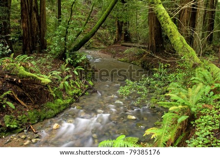 Forest of Coastal Redwoods, the tallest trees on earth, taken in Muir Woods, California