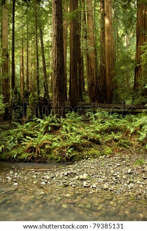 Forest of Coastal Redwoods, the tallest trees on earth, taken in Muir Woods, California