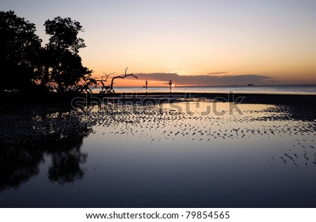 Tidal flat and mangrove trees at sunset in Florida