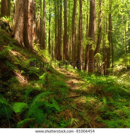 A lush, dreamlike, undisturbed Redwood forest with many ferns in Central California
