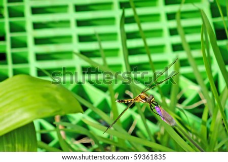 A Japanese dragonfly perched on a purple flower