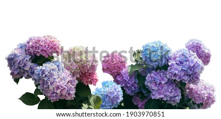 Similar – Image, Stock Photo Bunch of colorful hydrangeas