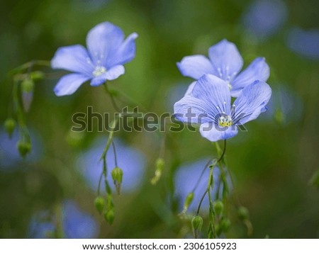 Similar – Image, Stock Photo small blue speedwell flowers