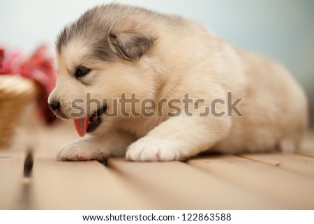 Barely a month old puppy, Alaska sled dog