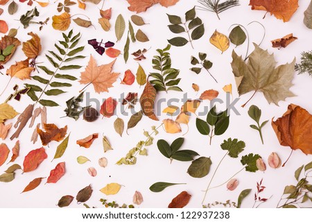A pile of leaves, the leaves of many plants