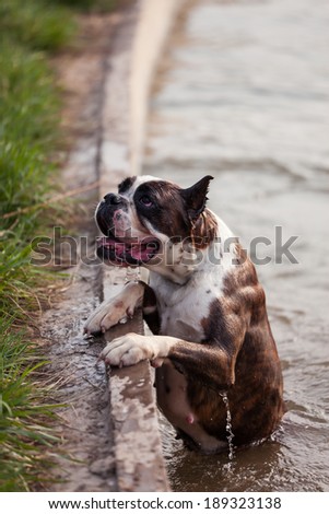 A boxer dog jumped into the river