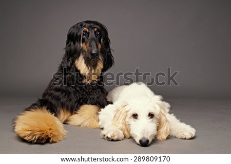 Cute afghan hound with puppy of afghan hound on gray background