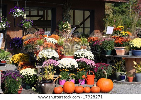 Fall plants, Mums & PUMPKINS AT A GARDEN CENTER IN Vermont.