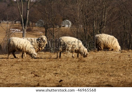 Some sheep grazing in a winter field with their heavy wool coats.