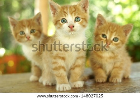 three little cute red kitten sitting on wooden board against green bokeh background