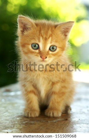cute red kitten with blue eyes sitting on wooden table against green summer bokeh