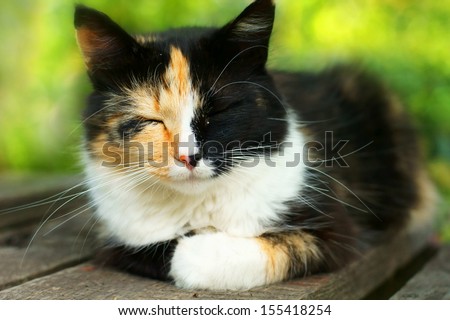 black, white and orange cat lying on wooden boards against green summer bokeh