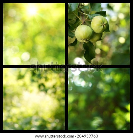 Summer nature collage. Collection of fresh green vivid abstract bokeh and green apples on the tree