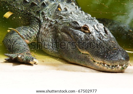 close-up of crocodile head lying river bank or lake shore