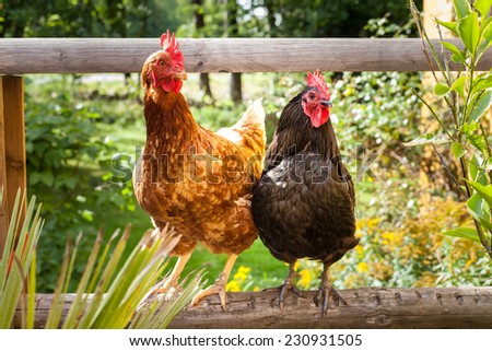 Similar – Image, Stock Photo Happy chicken Nature