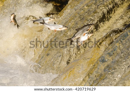 Similar – Image, Stock Photo Swimming against the current