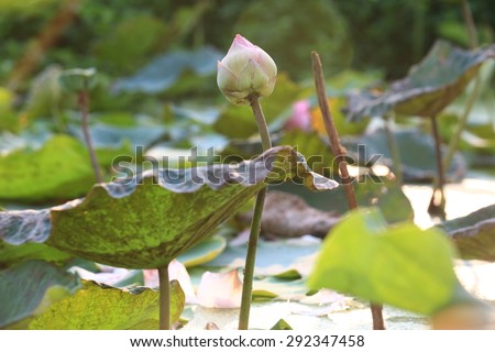 Nelumbo nucifera, also known as Indian lotus, sacred lotus, bean of India.
