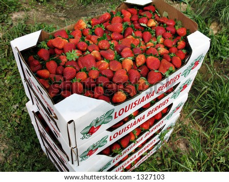 stack of cardboard flats full of freshly-picked strawberries sit at the side of the field  Note: All strawberry growers in Louisiana use these same shipping flats