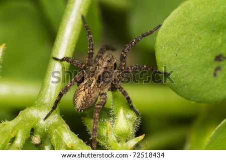 brown four eyed spider