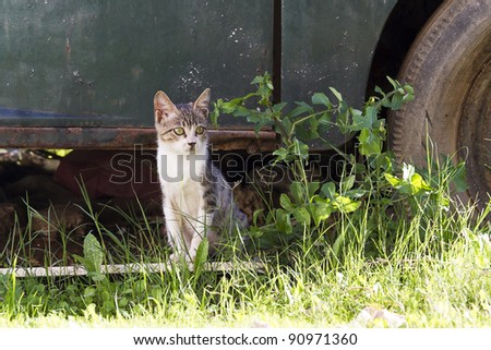 small kitten sitting near old rusty car