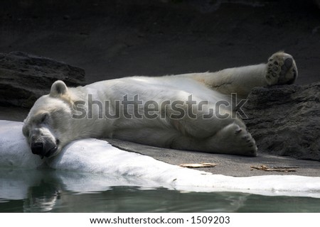 Polar bear sleeping in the Bronx Zoo
