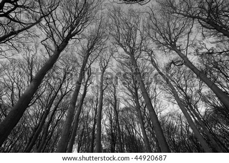 Black and White Photo of trees in winter forest as background