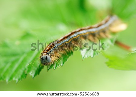 caterpillar eating e leaf. Taken in France,