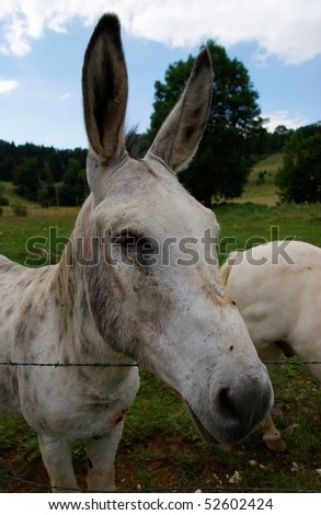 donkey prick up one\'s ears. Photograph in France (Doubs)