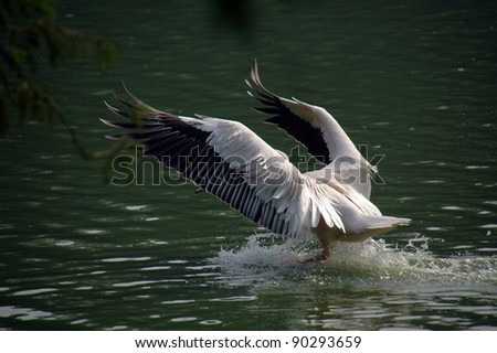 Pelican landing in water after fly