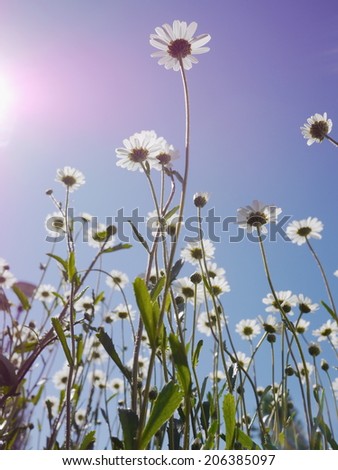 daisies field against sky with sun flare