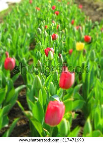 Tulip field with multi colored tulips
