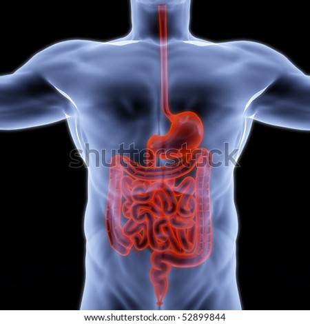 Human Entrails Under X-Rays. 3d Render. Stock Photo 52899844 : Shutterstock