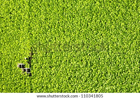 Young green herbs background