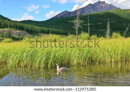 Canadian gull and Vermilion Lakes landscape. Banff National Park, Alberta, Canada