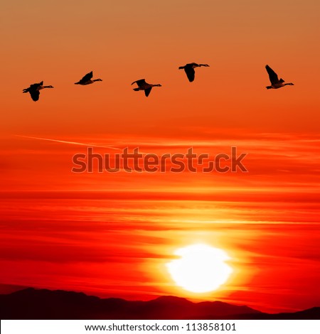 Flying Canadian geese over Pacific Ocean on the bloody sunset\'s background