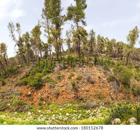 Mountain wood. Judaic mountains panoramic view. National park. Israel