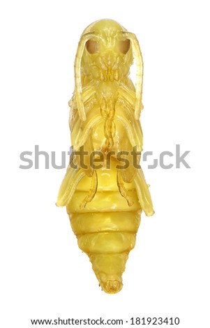 Pupa of longhorn beetle isolated on a white background