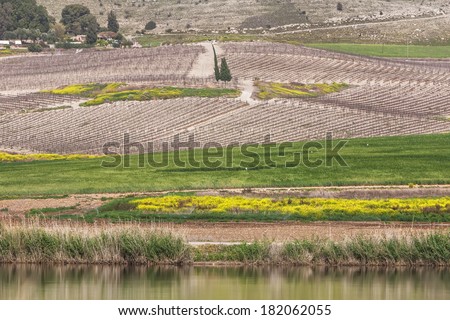 Spring vineyard hill in the center of agricultural valley (green fields,arable land, sleeping vineyards,blossom flowers and meliorative reservoir) - Judaic mountains, Israel