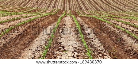 Arable land with shoots of the grain aspiring to prospect