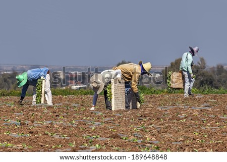 Workers putting seedlings  in the field ground of a agricultural farm. Israel