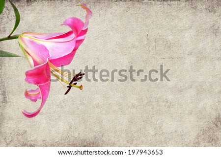 Textured old paper and linen fabric background with flower of a pink lily (with copy space)