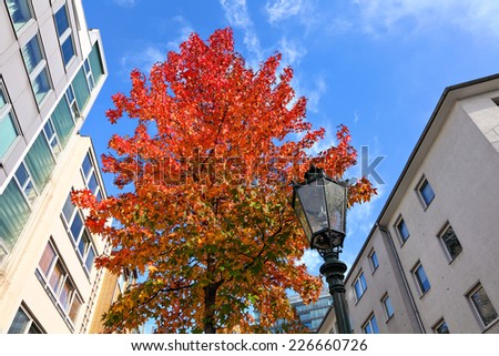 Autumn red maple tree and street lamp in the city yard