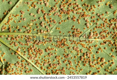 Similar – Image, Stock Photo Closeup of a Hollyhock