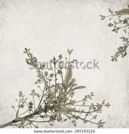Textured old paper background with blooming flowers of avocado plant (Persea americana)