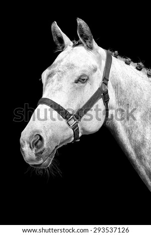 White horse isolated on the black background