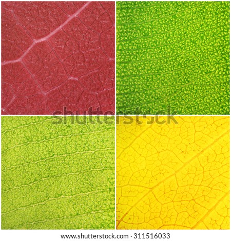 Leaf texture background. Various color leaves (natural colors) texture background