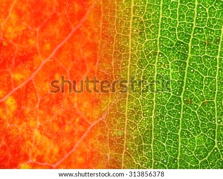 Autumn leaf texture background. Various natural leaf colors texture background