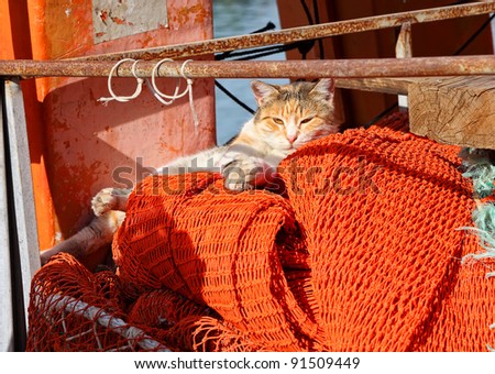 Cat having a rest on winter sunny day on fishing net in  old Yafo port (Israel)