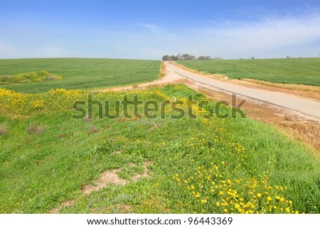 Panoramic view on spring desert - Blossoming meadow with grasses, yellow and red flowers, limited by rural road