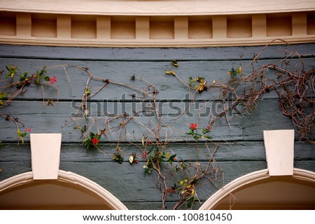Vines grow on the side of a wooden house